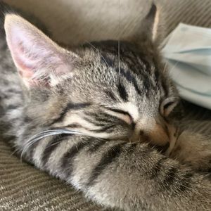 Meet your Posher, Abby